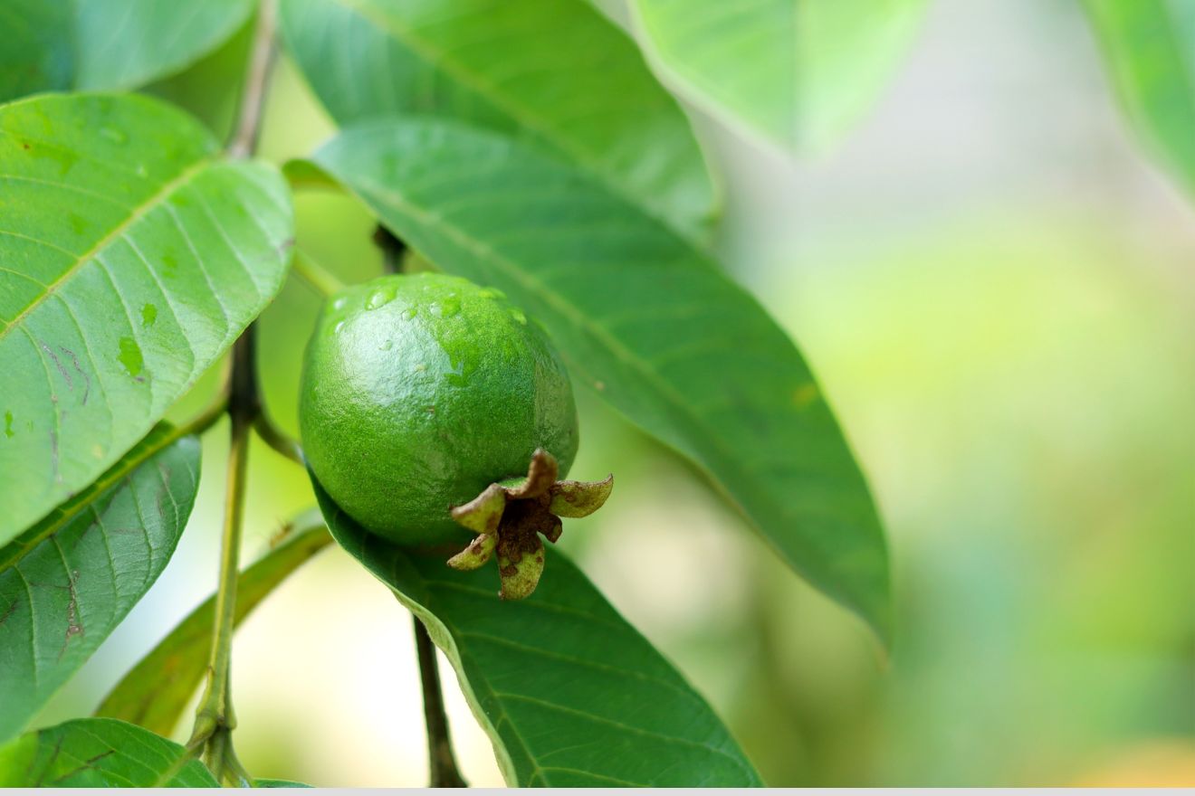 Guava leaf