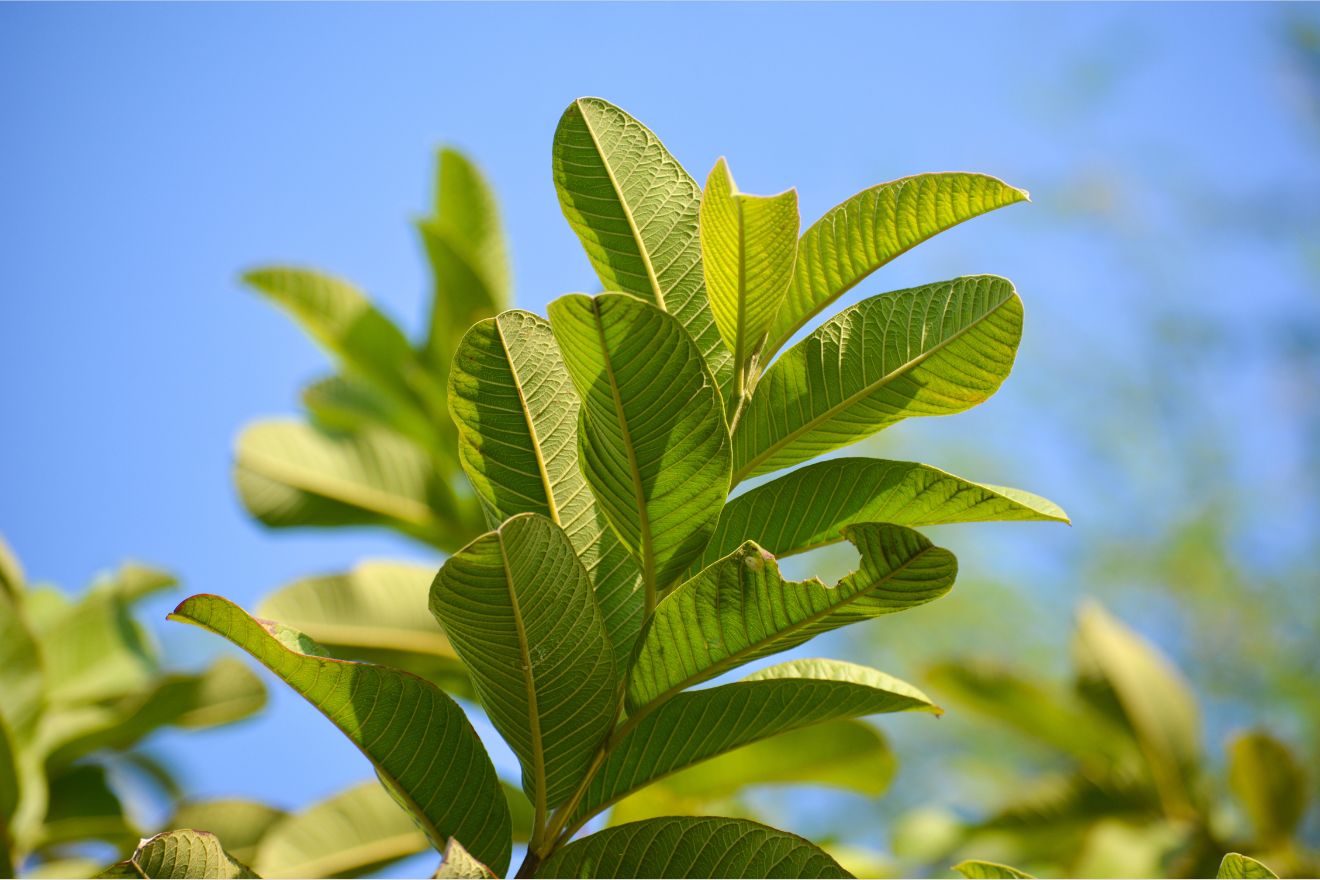 Guava leaf