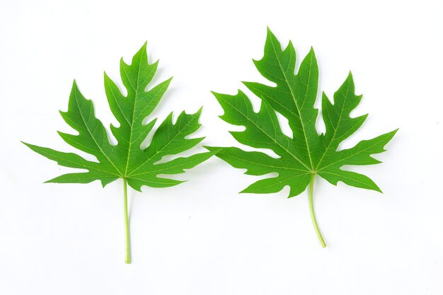 Papaya leaf